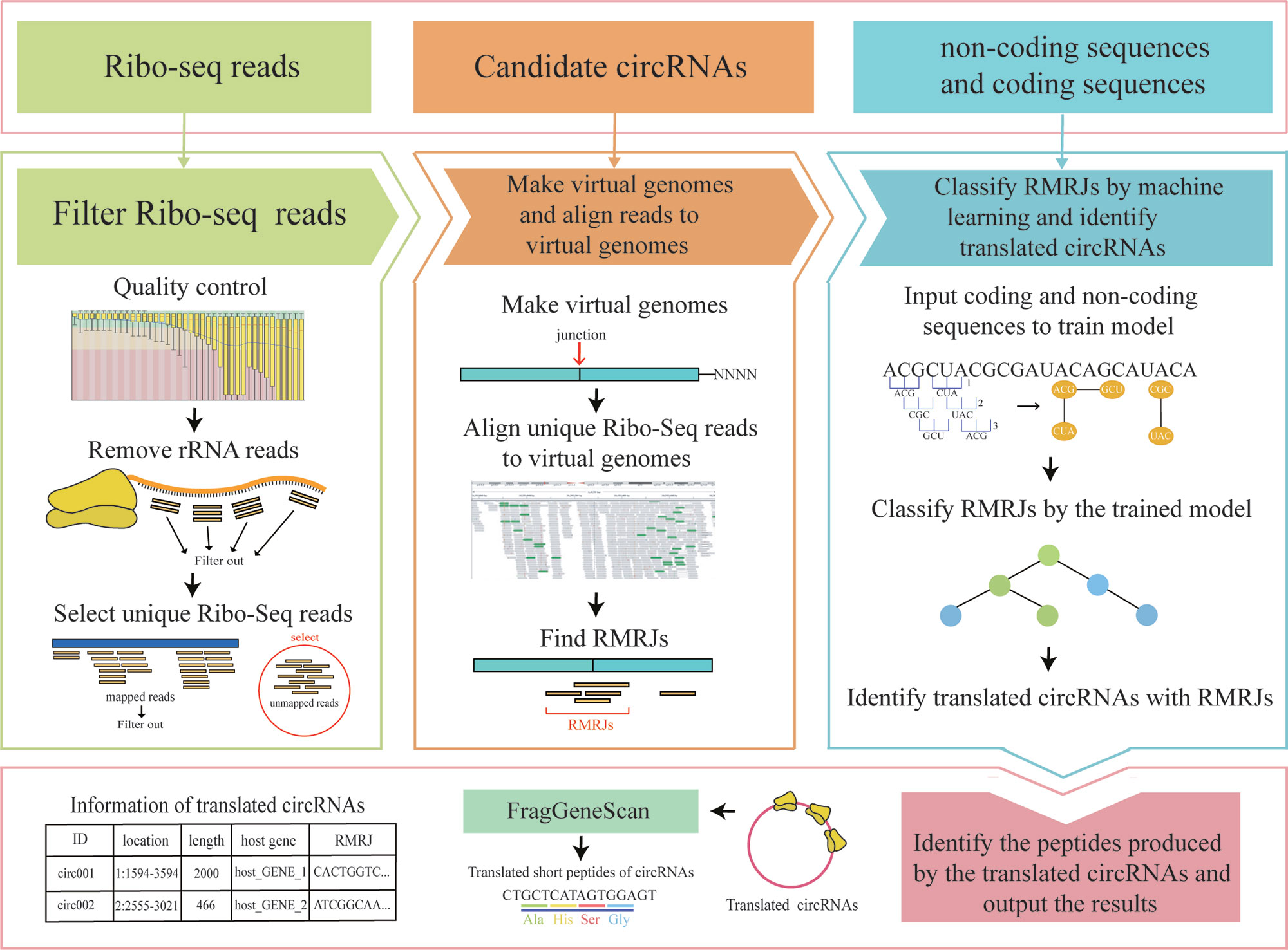 CircCode: A Powerful Tool for Identifying circRNA Coding Ability