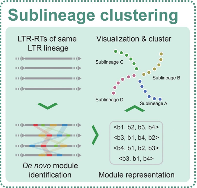 Deciphering Complex Interactions Between LTR Retrotransposons and Three Papaver Species Using LTR_Stream