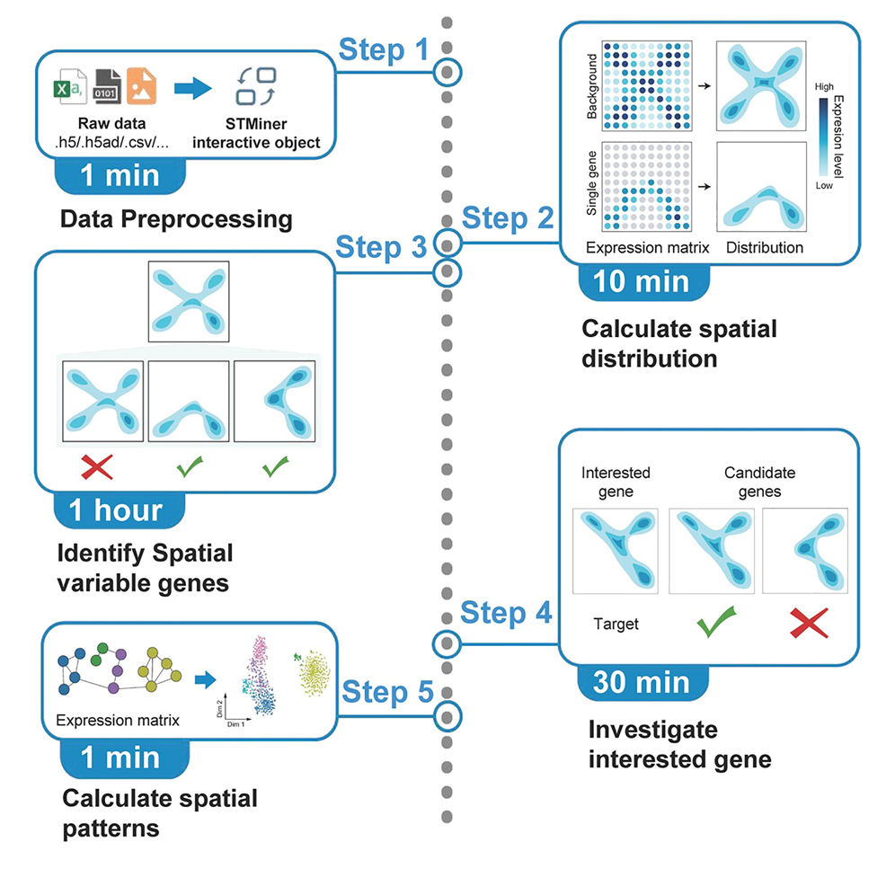 Protocol to decipher complex spatial transcriptomics data using STMiner